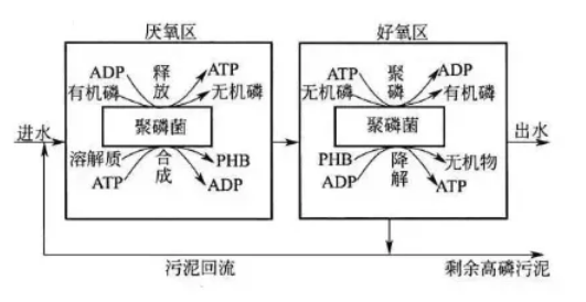 生物除磷的基本原理